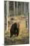 Grizzly Walking among Trees-DLILLC-Mounted Photographic Print