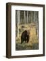 Grizzly Walking among Trees-DLILLC-Framed Photographic Print