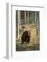 Grizzly Walking among Trees-DLILLC-Framed Photographic Print