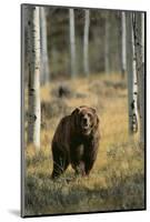 Grizzly Walking among Trees-DLILLC-Mounted Photographic Print