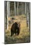 Grizzly Walking among Trees-DLILLC-Mounted Photographic Print