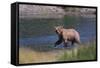 Grizzly Walking in River-DLILLC-Framed Stretched Canvas