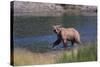 Grizzly Walking in River-DLILLC-Stretched Canvas