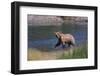 Grizzly Walking in River-DLILLC-Framed Photographic Print