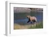 Grizzly Walking in River-DLILLC-Framed Photographic Print