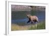 Grizzly Walking in River-DLILLC-Framed Photographic Print