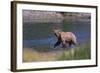 Grizzly Walking in River-DLILLC-Framed Photographic Print