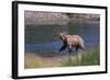 Grizzly Walking in River-DLILLC-Framed Photographic Print