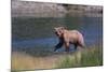 Grizzly Walking in River-DLILLC-Mounted Photographic Print