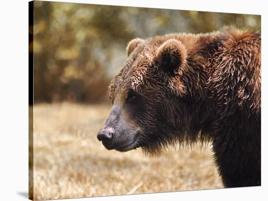 Grizzly Watch-Jai Johnson-Stretched Canvas