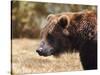 Grizzly Watch-Jai Johnson-Stretched Canvas