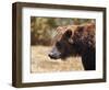 Grizzly Watch-Jai Johnson-Framed Giclee Print