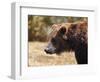 Grizzly Watch-Jai Johnson-Framed Giclee Print