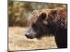 Grizzly Watch-Jai Johnson-Mounted Giclee Print