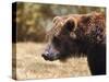 Grizzly Watch-Jai Johnson-Stretched Canvas