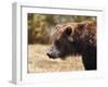 Grizzly Watch-Jai Johnson-Framed Giclee Print