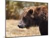 Grizzly Watch-Jai Johnson-Mounted Giclee Print