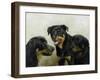 Grizzly, Whyler, Thor-Kevin Dodds-Framed Giclee Print