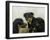 Grizzly, Whyler, Thor-Kevin Dodds-Framed Giclee Print