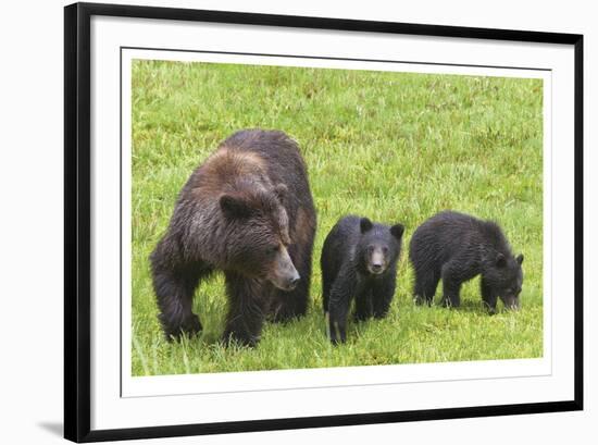 Grizzly With Cubs-Donald Paulson-Framed Giclee Print