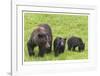 Grizzly With Cubs-Donald Paulson-Framed Giclee Print