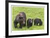 Grizzly With Cubs-Donald Paulson-Framed Giclee Print