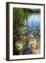 Gro§er Stechlinsee, Shore, Close-Up-Catharina Lux-Framed Photographic Print