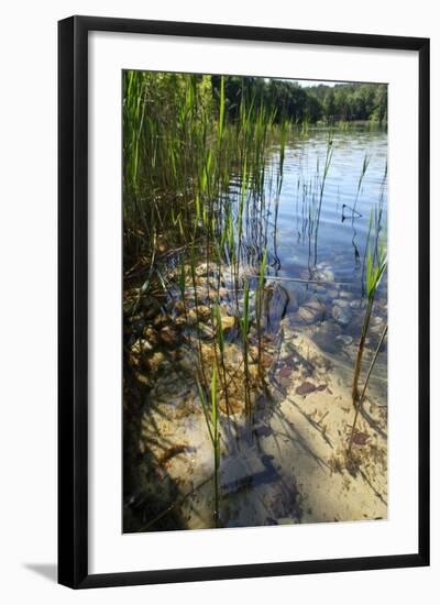 Gro§er Stechlinsee, Shore, Close-Up-Catharina Lux-Framed Photographic Print