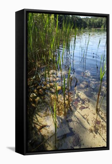 Gro§er Stechlinsee, Shore, Close-Up-Catharina Lux-Framed Stretched Canvas