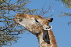 Wild Horses of the Namib-Grobler du Preez-Photographic Print