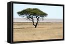Framed Canvas