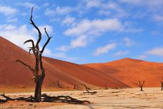 Tree Skeletons, Deadvlei, Namibia-Grobler du Preez-Photographic Print