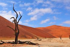 Lonely Tree Skeleton, Deadvlei, Namibia-Grobler du Preez-Photographic Print
