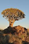 Sunrise at the Quiver Tree Forest, Namibia-Grobler du Preez-Photographic Print