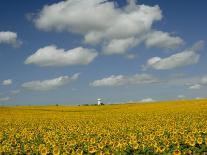 Field of Sunflowers with Water Tower in Distance, Charente, France, Europe-Groenendijk Peter-Photographic Print