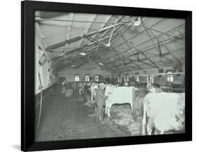 Grooming Cattle in a Cowshed, Claybury Hospital, Woodford Bridge, London, 1937-null-Framed Photographic Print