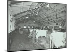 Grooming Cattle in a Cowshed, Claybury Hospital, Woodford Bridge, London, 1937-null-Mounted Photographic Print
