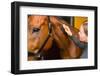 Grooming Horse-jarih-Framed Photographic Print