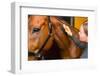 Grooming Horse-jarih-Framed Photographic Print