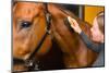 Grooming Horse-jarih-Mounted Photographic Print