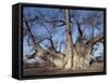 Grootboom Baobab Tree in Bushman Country Near Tsumkwe-Nigel Pavitt-Framed Stretched Canvas