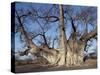 Grootboom Baobab Tree in Bushman Country Near Tsumkwe-Nigel Pavitt-Stretched Canvas