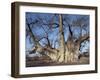 Grootboom Baobab Tree in Bushman Country Near Tsumkwe-Nigel Pavitt-Framed Photographic Print