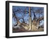 Grootboom Baobab Tree in Bushman Country Near Tsumkwe-Nigel Pavitt-Framed Photographic Print