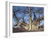 Grootboom Baobab Tree in Bushman Country Near Tsumkwe-Nigel Pavitt-Framed Photographic Print