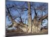 Grootboom Baobab Tree in Bushman Country Near Tsumkwe-Nigel Pavitt-Mounted Photographic Print