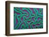 Grooved brain coral at night, Caribbean Sea-Alex Mustard-Framed Photographic Print