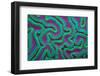 Grooved brain coral at night, Caribbean Sea-Alex Mustard-Framed Photographic Print