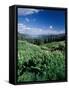 Grooved Milkvetch and Mt. Crested Butte, Gunnison National Forest, Colorado, USA-Adam Jones-Framed Stretched Canvas