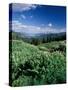 Grooved Milkvetch and Mt. Crested Butte, Gunnison National Forest, Colorado, USA-Adam Jones-Stretched Canvas